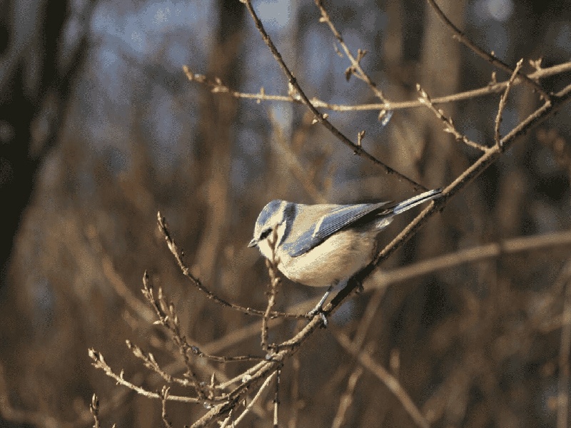 兰州做输卵管造影的费用（沈阳试管婴儿费用可九州）