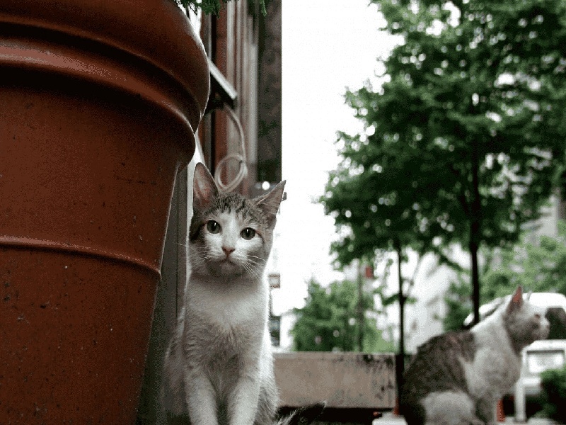 兰州试管冷却至室温（试管移植后突然胃酸）