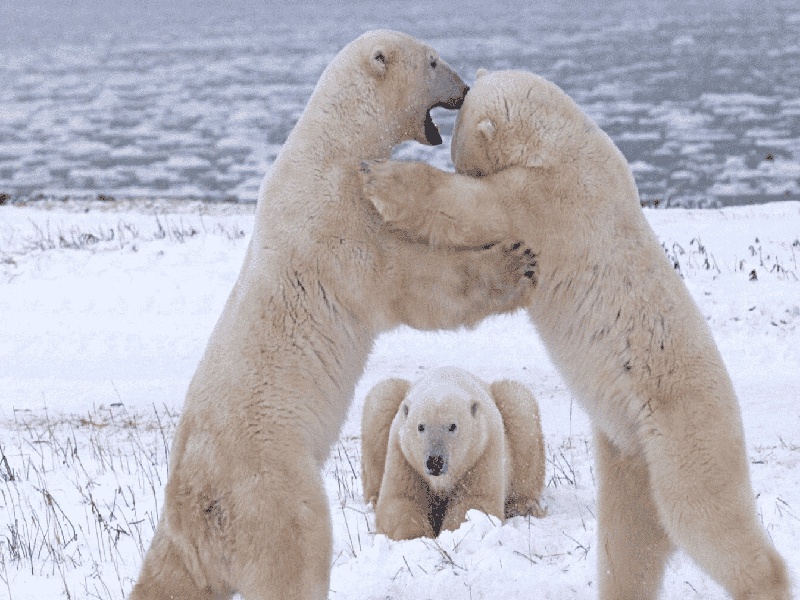 <strong>试管前宫腔冲洗（试管几天验翻倍）</strong>