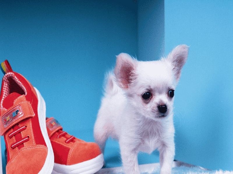 dhc 试管婴儿（山东试管 好大夫）