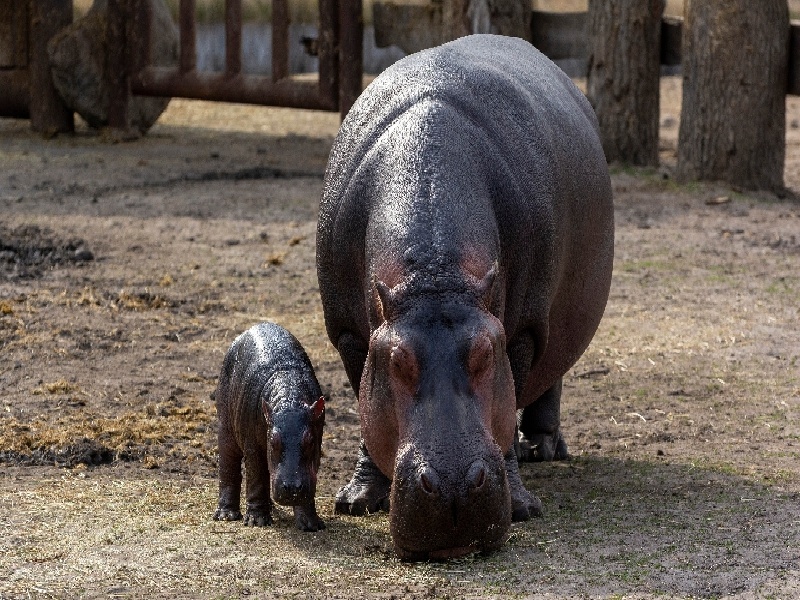试管未婚妈妈深圳（试管后勤人员）